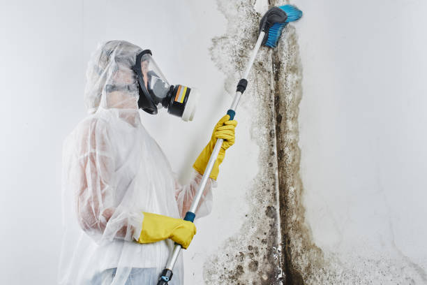 Best Fast Mold Removal  in Hoxie, AR