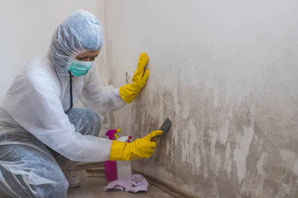 Best Same-Day Mold Removal  in Hoxie, AR