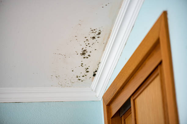 Best Local Mold Removal Service  in Hoxie, AR