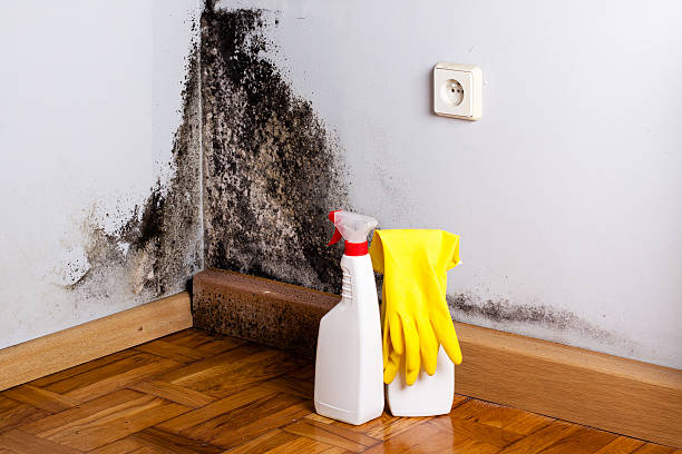Professional Mold Removal in Hoxie, AR