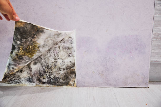 Best Toxic Mold Removal  in Hoxie, AR